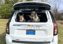 Pup Carrier Gets More “Oomph”
