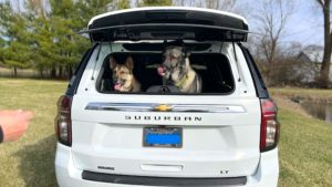 Pup Carrier with the pups
