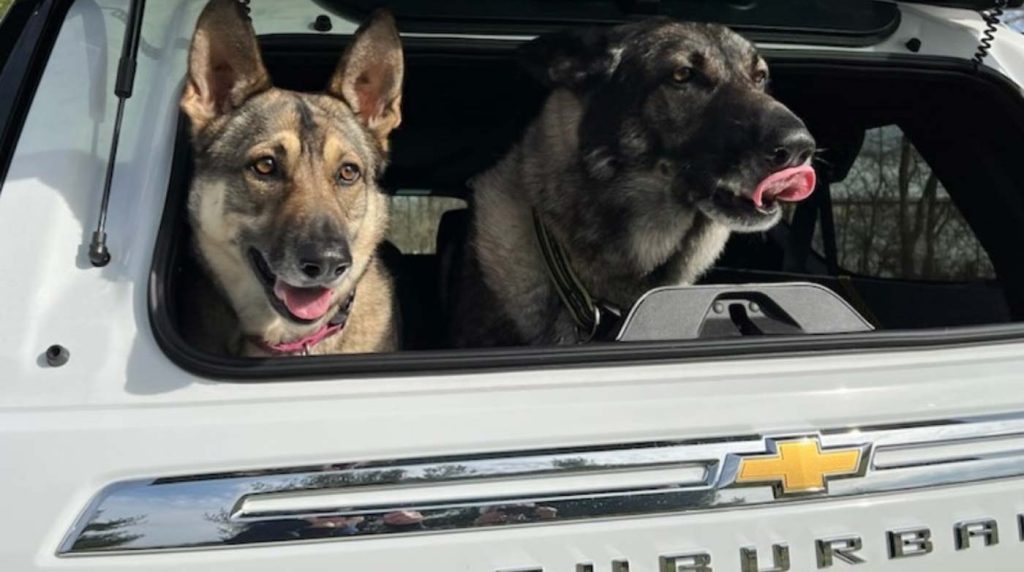 The two giant German Shepards hanging out of the back of the pup carrier